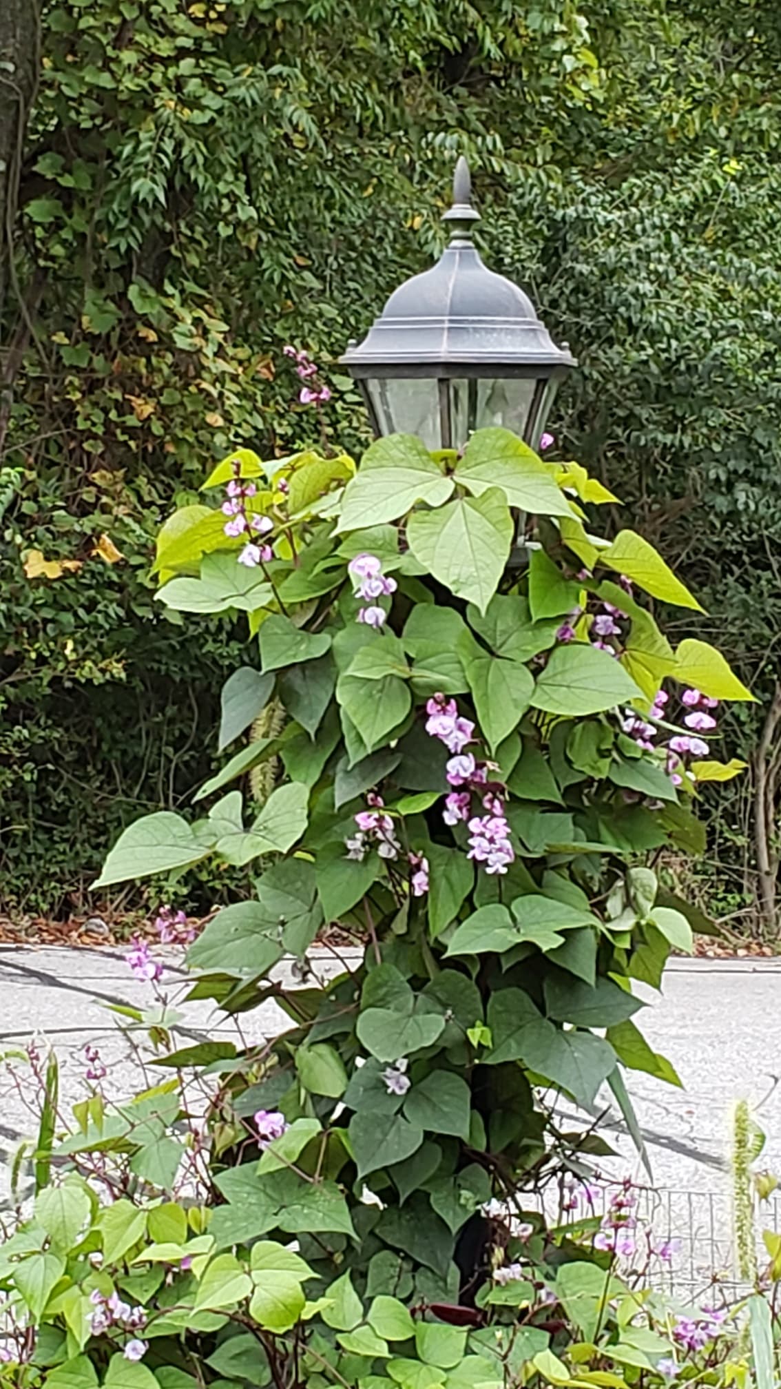 Purple hyacinth store bean