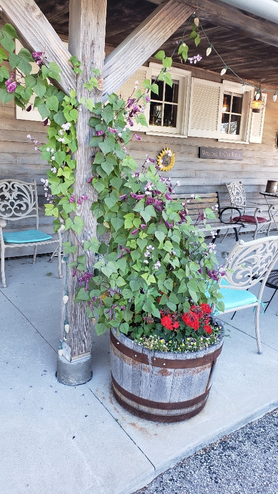 Purple hyacinth outlet bean