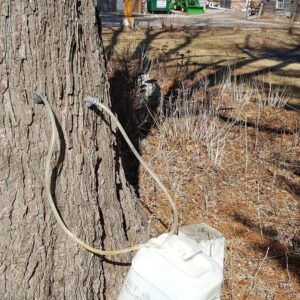 maple sap collection