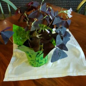 Shamrock plant