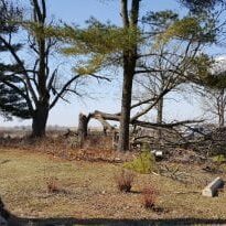 Tree which was blown down