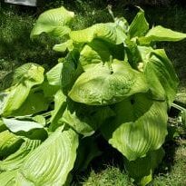 hosta plant