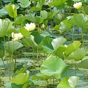 lily pond close view