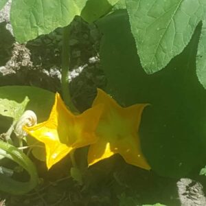 Plant with yellow flowers