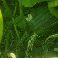 pumpkin growing