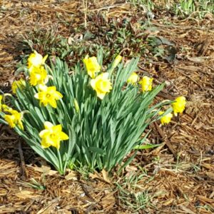 yellow spring flowers